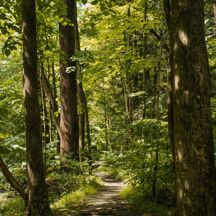 Wanderweg durch den Wald rund um das Golf- & Sporthotel Wiesensee