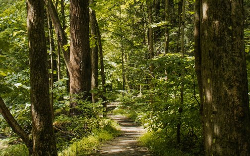 Wanderweg durch den Wald rund um das Golf- & Sporthotel Wiesensee