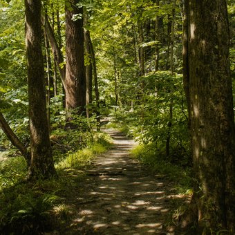 Wanderweg durch den Wald rund um das Golf- & Sporthotel Wiesensee