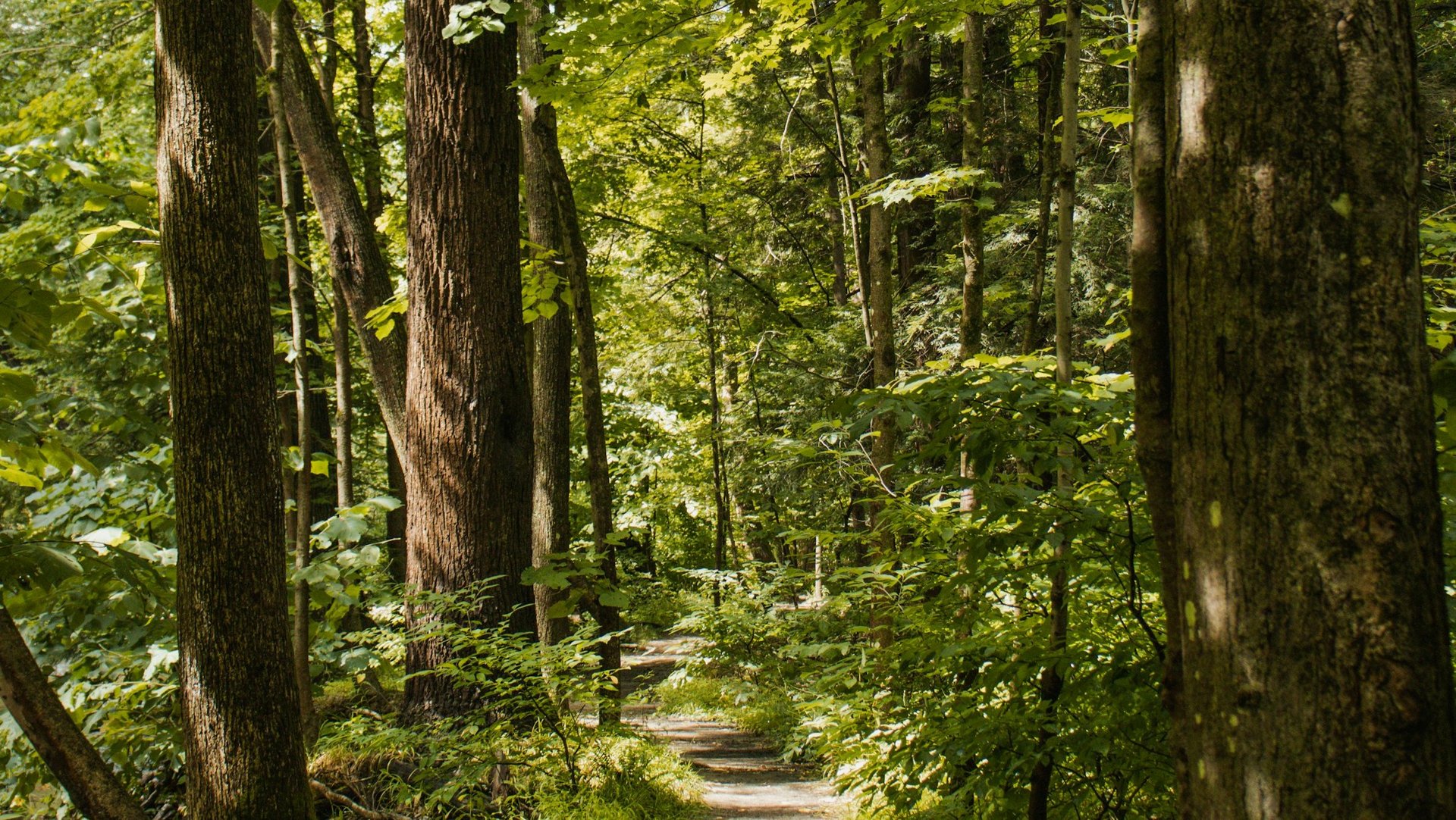 Wanderweg durch den Wald rund um das Golf- & Sporthotel Wiesensee