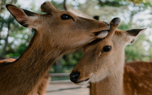 Rehe in der Natur rund um das Golf- & Sporthotel Wiesensee